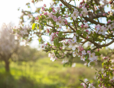 the-orchard-s-delight-a-guide-to-cultivating-fruit-trees-in-your-garden-35291799