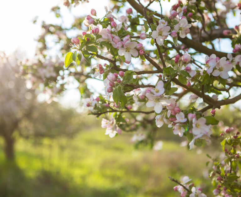 the-orchard-s-delight-a-guide-to-cultivating-fruit-trees-in-your-garden-35291799